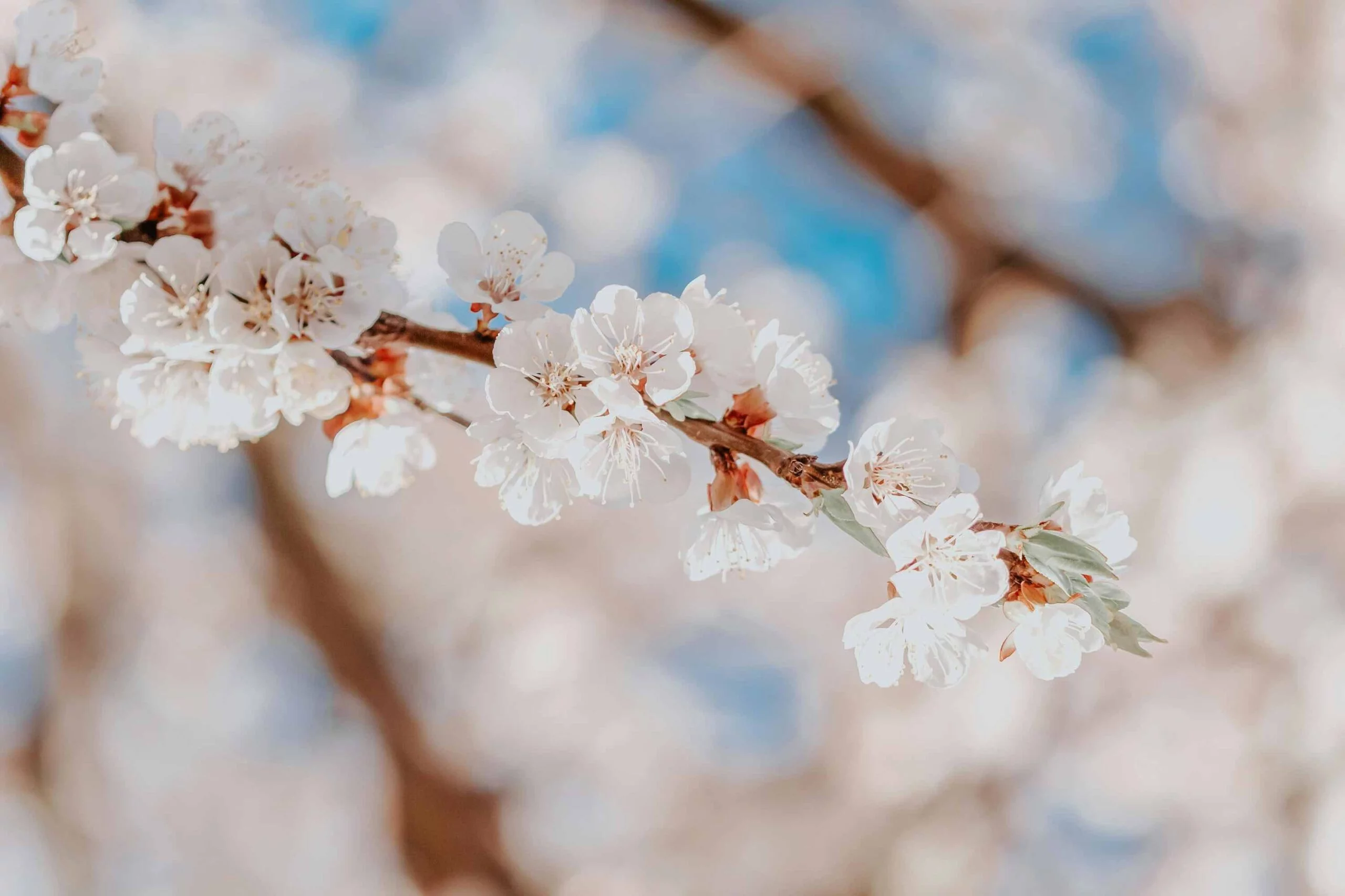 Apricot Blossom